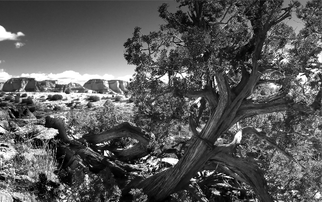 juniper tree