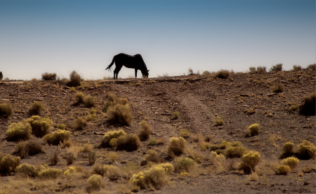 lone horse