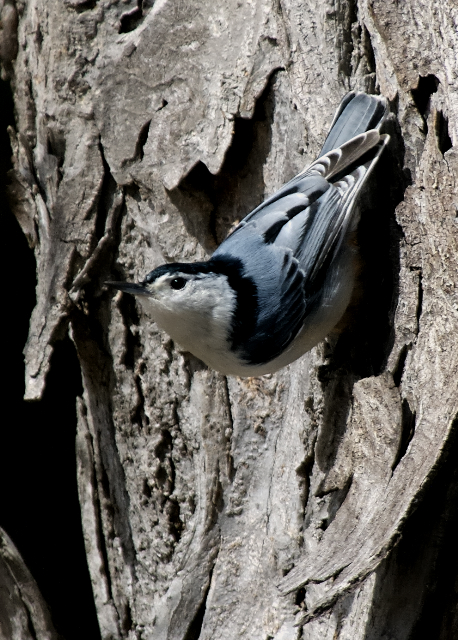 white breasted nuthatch