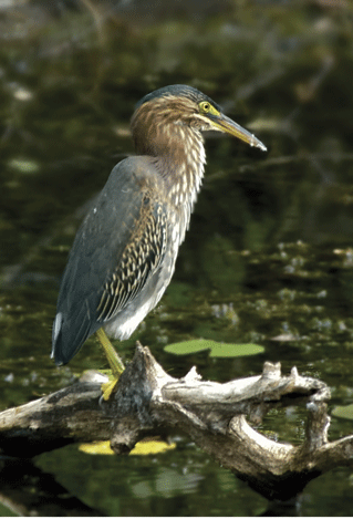 Green Heron