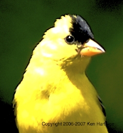 American Goldfinch