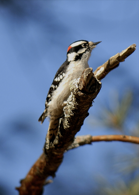 Downy Woodpecker