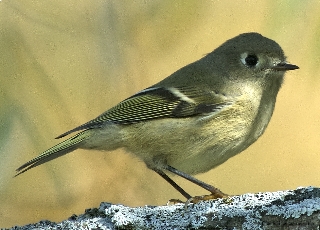 Ruby Crowned Kinglet