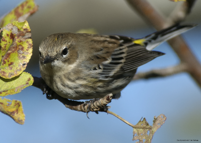yellow-rumped warbler