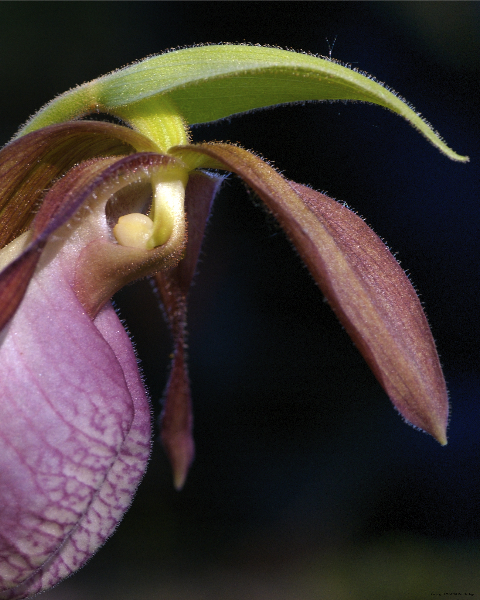 pink lady slipper