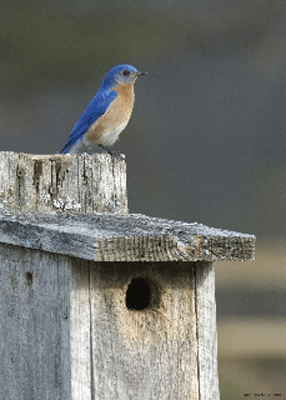 bluebird