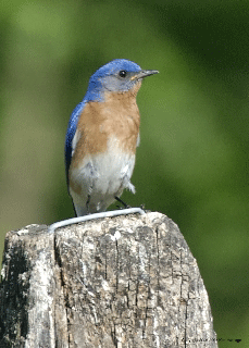 bluebird2