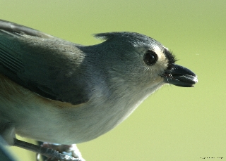 titmouse