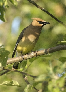 Cedar Waxwing