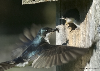 Tree swallow feeding