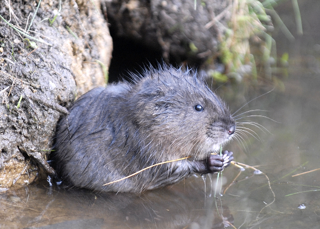 Muskrat