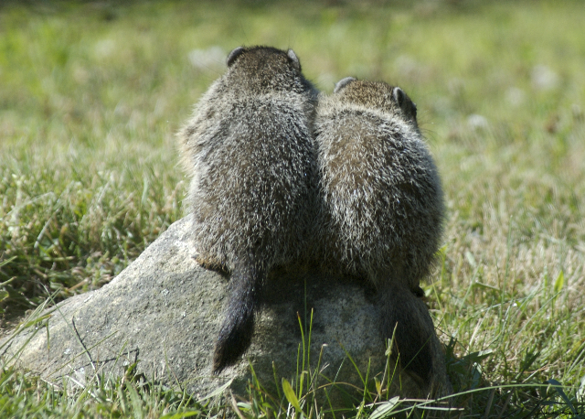 Woodchuck Siblings