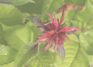 beebalm