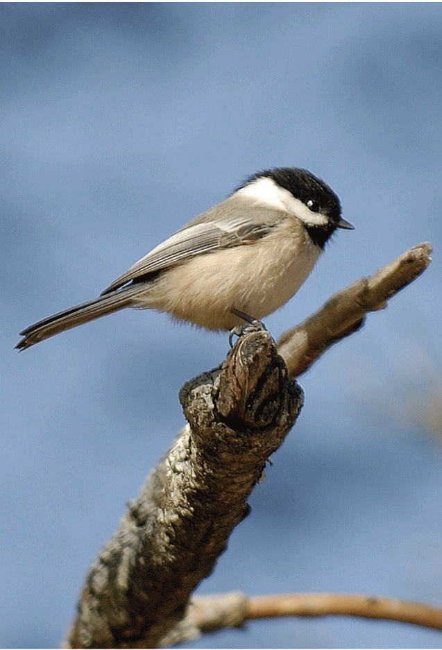 chickadee