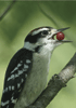 downy woodpecker